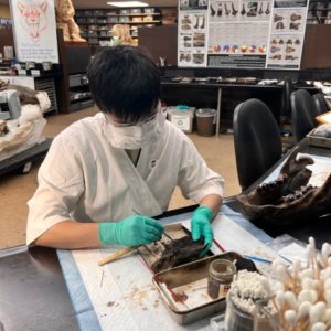 Scientist cleaning bitumen off fossils at La Brea tar pits